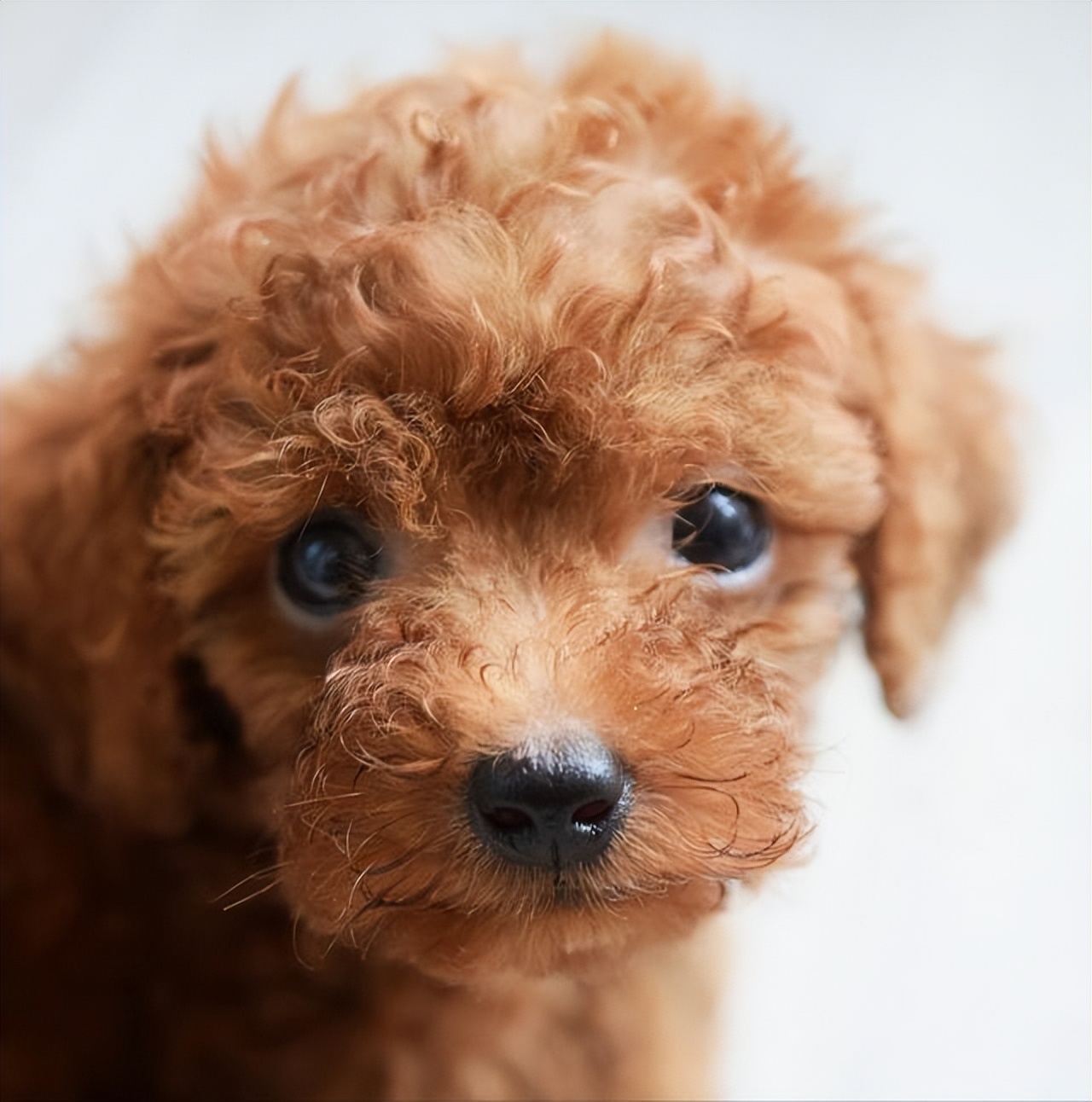 泰迪肚子里有虫子有什么症状,泰迪狗身上的虫子是什么虫