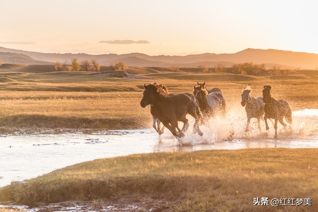 属马的人给你建议的目的,1990年属马的人今年有桃花运吗