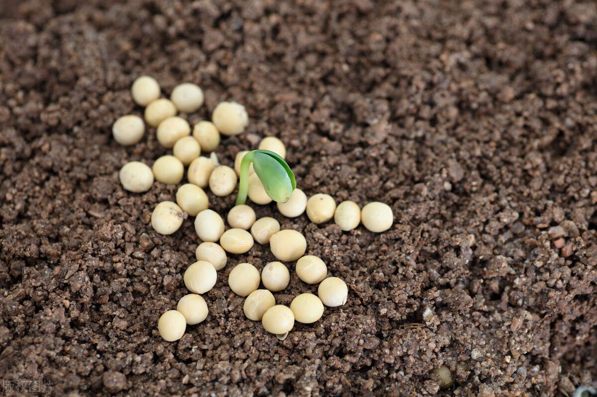 2023年秋季大豆价格行情如何,2024年大豆价格最新行情今天