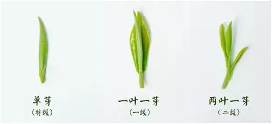 茶叶怎么选购才是好茶,买茶的这些小诀窍你知道多少呢