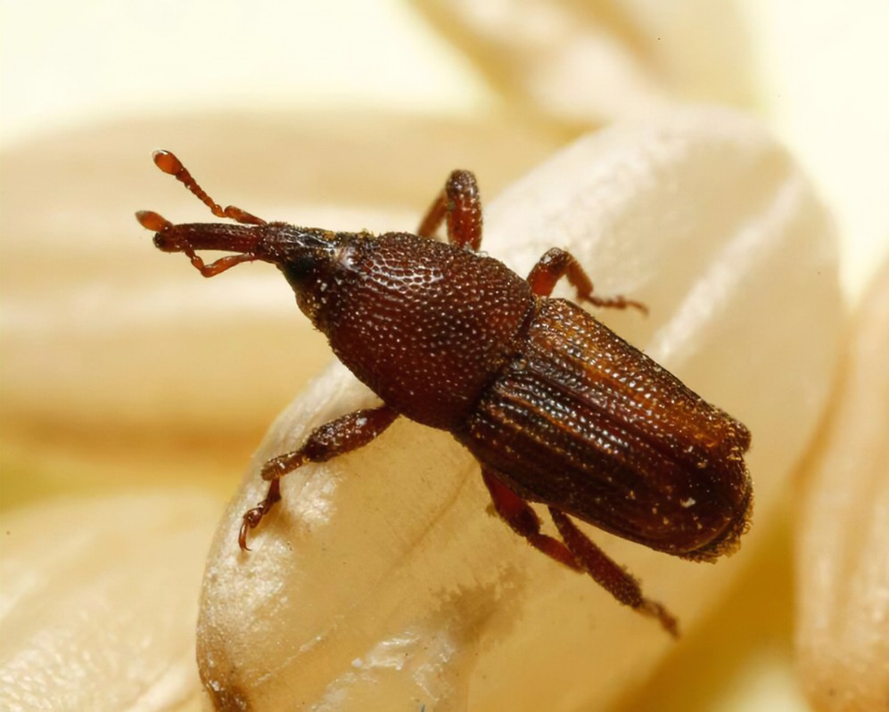 什么东西防止米面生虫,米面为什么会长虫