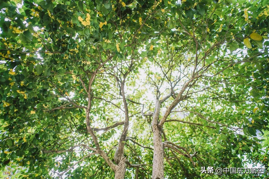 邀你来一场秋天的约会,和秋天来一场约会