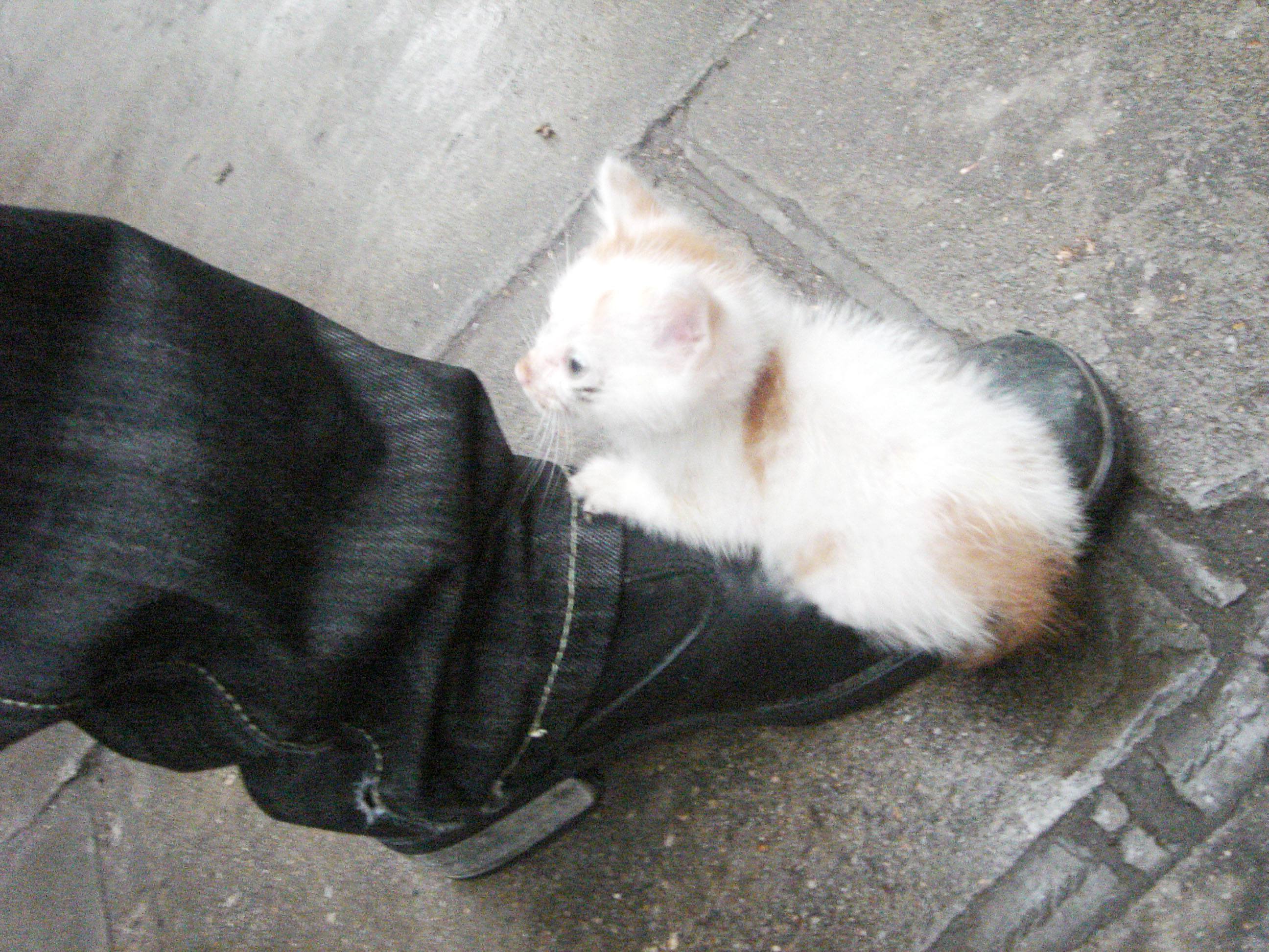 你家猫都有什么气味,你家猫有多可爱