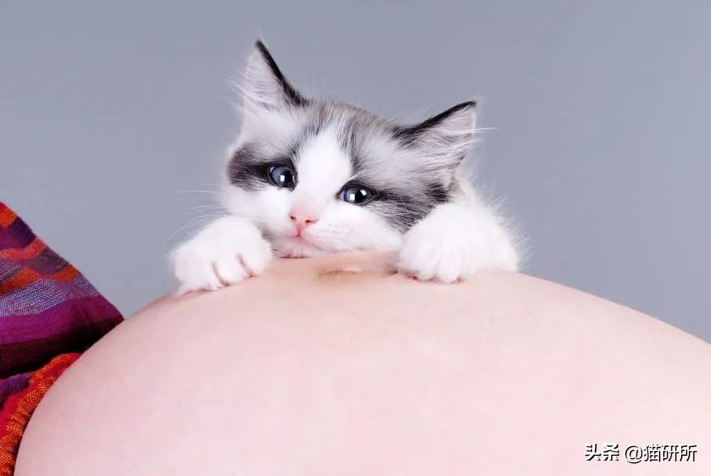 猫咪为什么喜欢趴在孕妇的肚子上,为什么猫咪喜欢在孕妇肚子上睡觉
