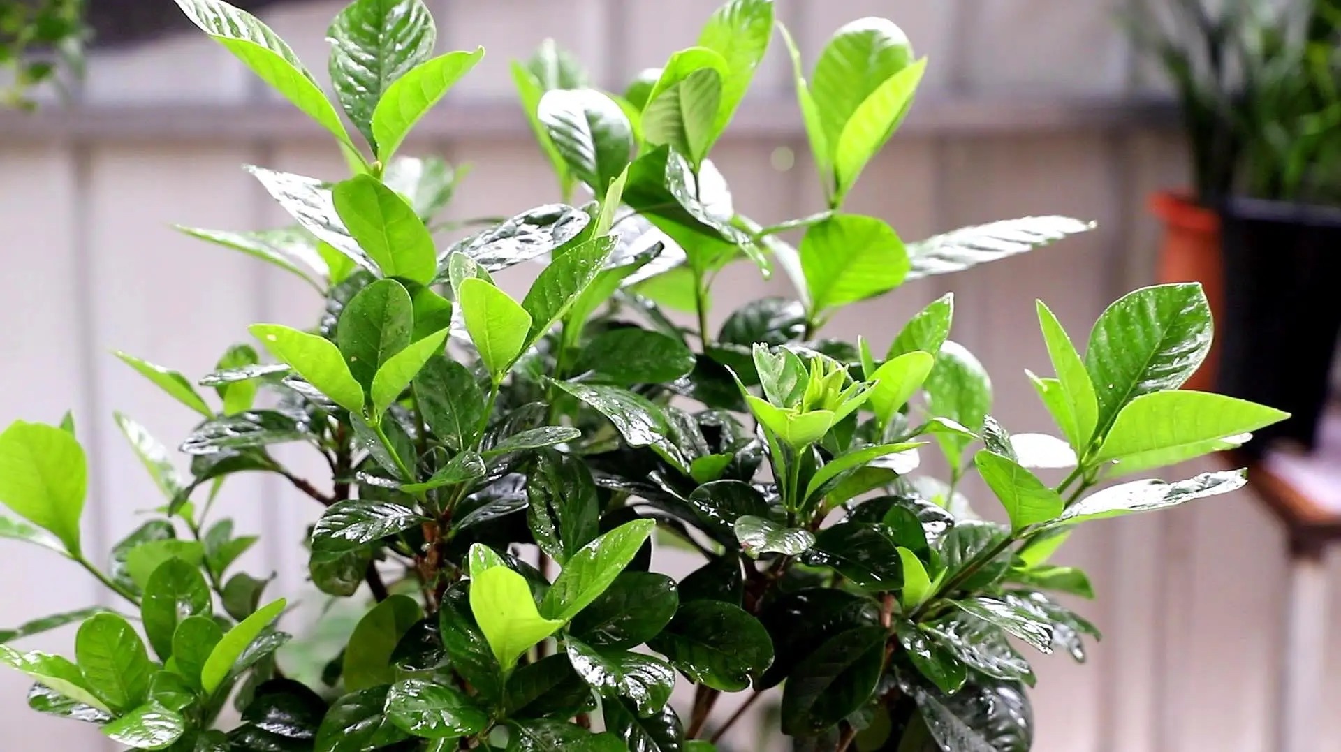 栀子花有3个“爱好”，满足它，叶子油绿发亮，花朵更多更芳香