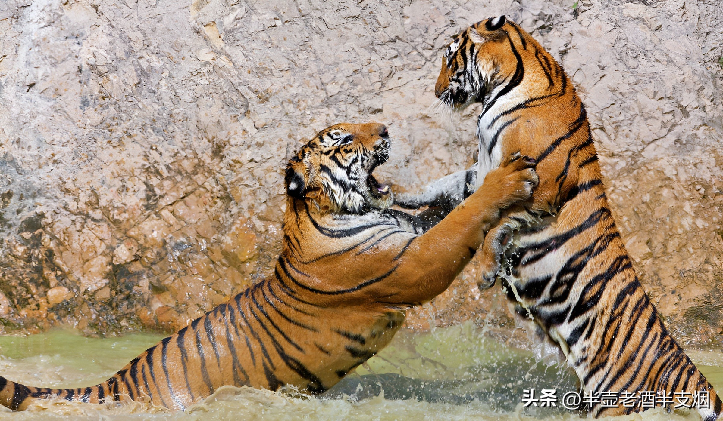 三国所有人物的五虎上将,三国五虎大将打虎事迹