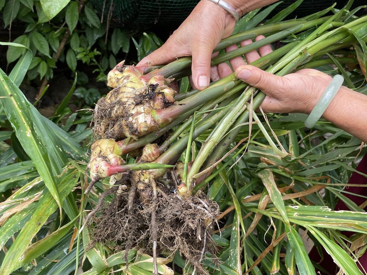 露天菜地被水淹过的蔬菜怎么挽救,雨水淹了蔬菜怎么办