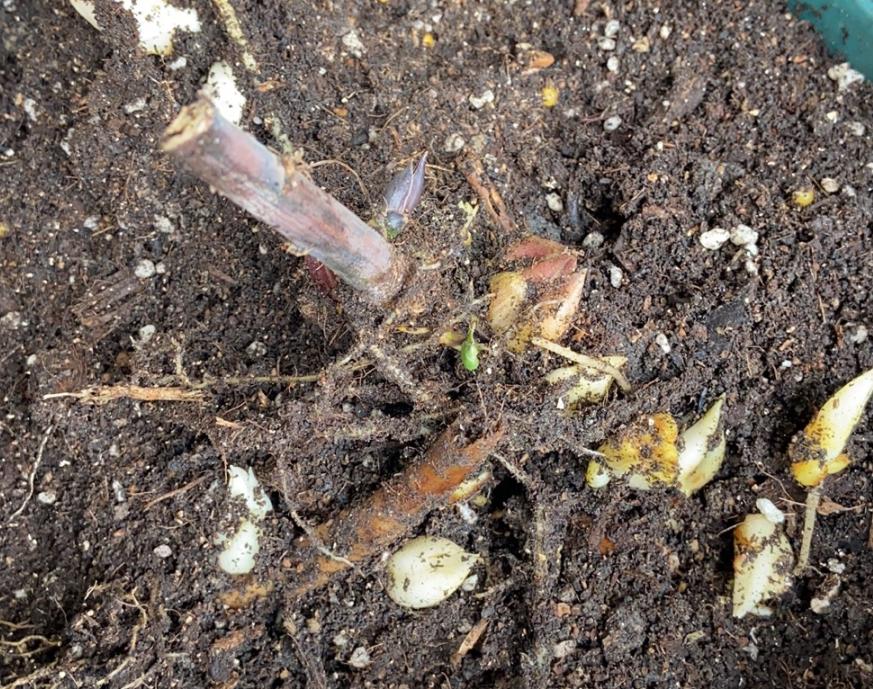 百合花种植的方法及注意事项,百合花这样种植一年就能开花爆盆