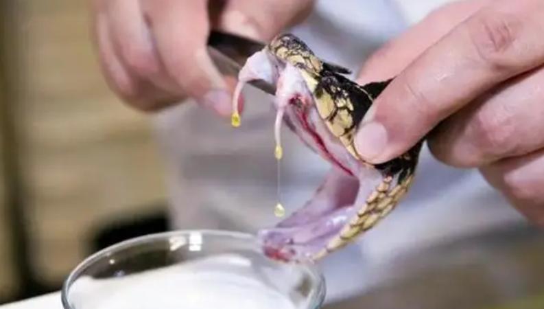 广西“蛇毒王后”：家藏价值47亿蛇毒，美国人送悍马讨好她求合作