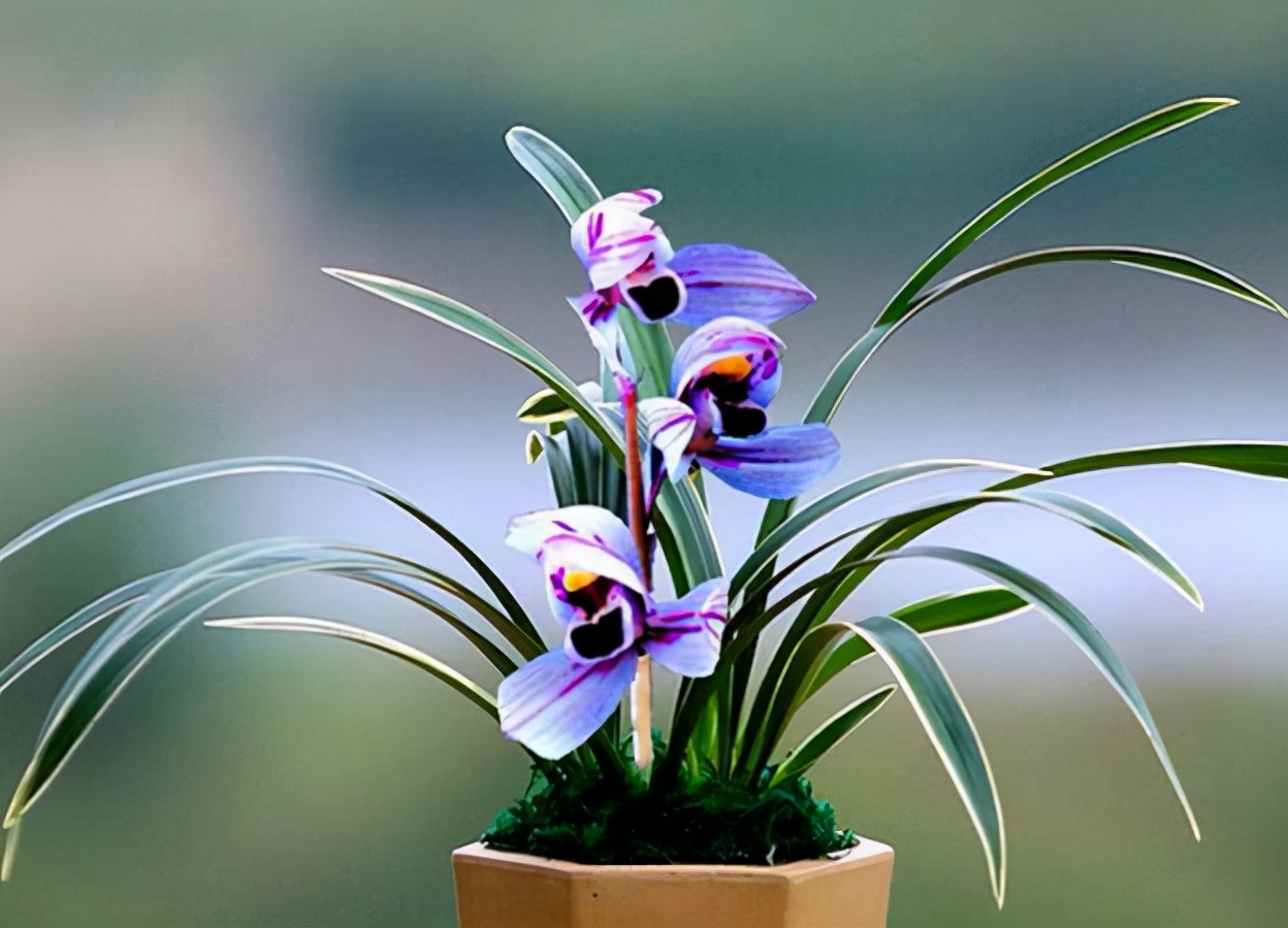 建兰紫月荷是真的吗,建兰紫月荷价格