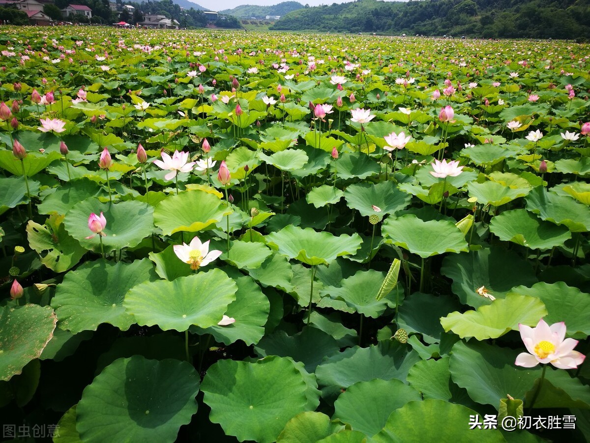 荷花消暑美诗七首：冷艳已能消酷暑，暗香时复散清风