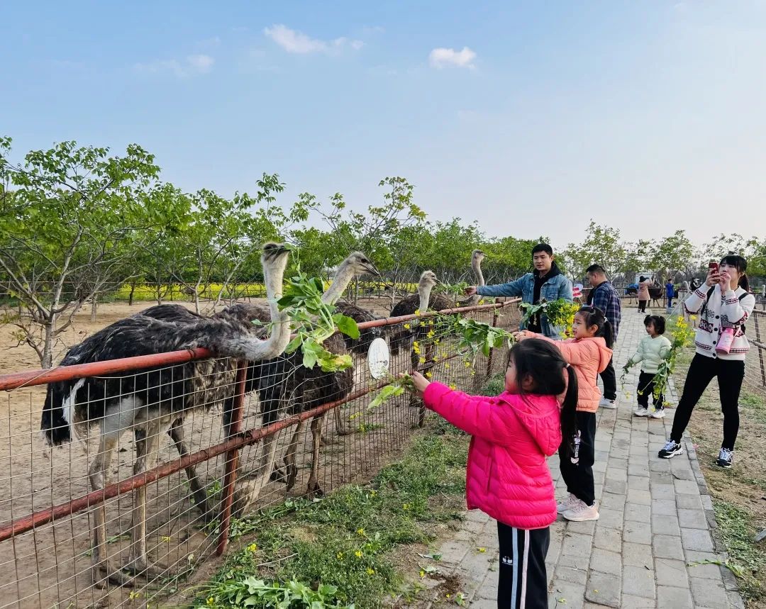 新郑市最新文化活动,新郑市春节新政策