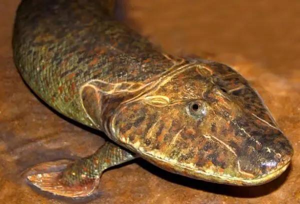 人类的祖先鱼类两栖类生物名字,为什么人类的祖先是鱼呢