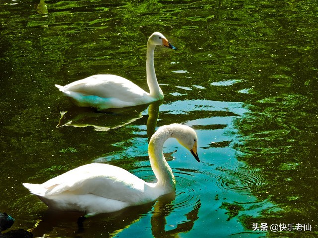 沈阳森林动物园缆车,自驾沈阳森林动物园