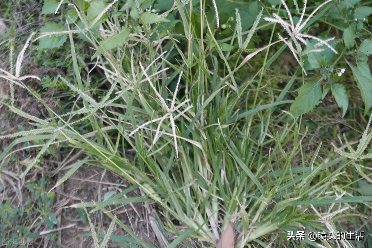 农村遍地都是宝农村的野菜挖不完,农村不要钱的野菜有哪些