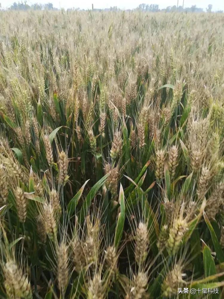2023抗病高产小麦品种,河南抗倒伏高产小麦品种