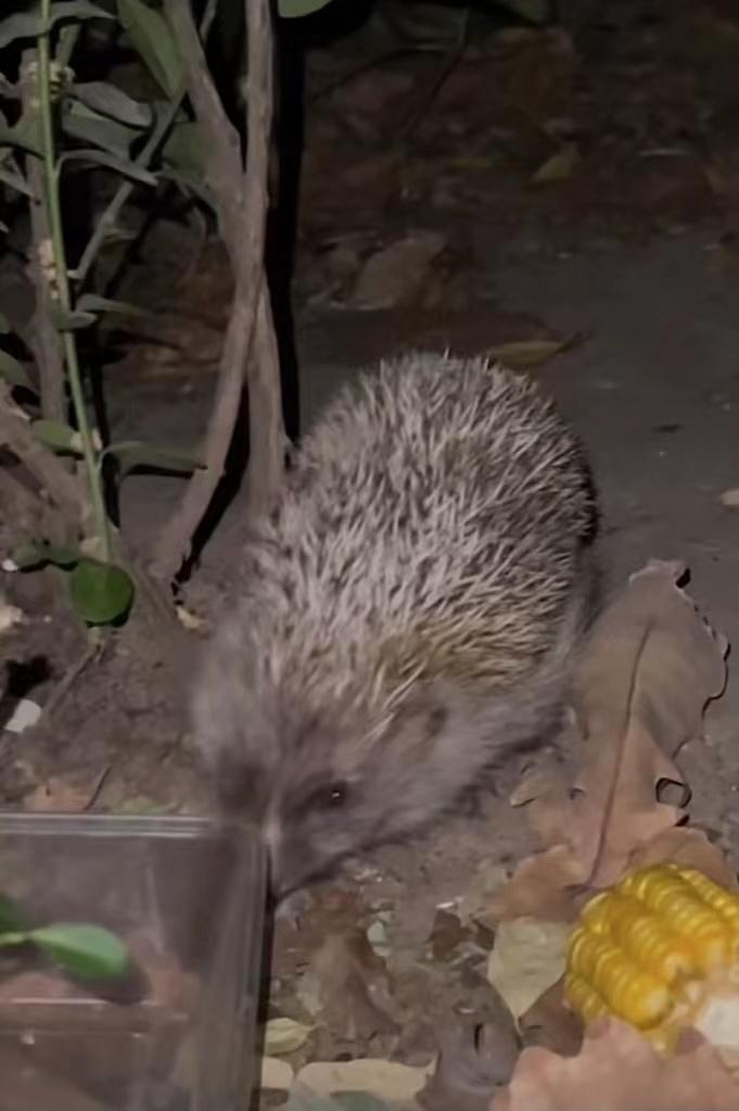 女子每日投喂流浪猫,网友投喂流浪猫引来一群猫后续