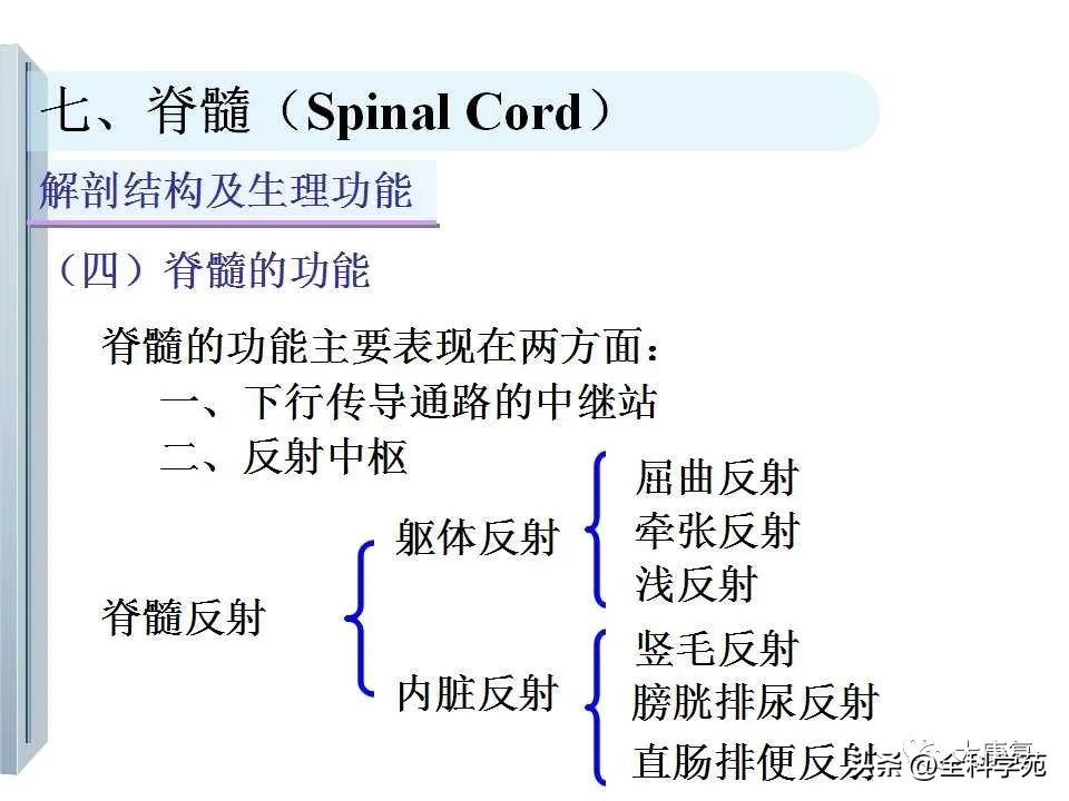 神经系统的影像与解剖定位,最全神经解剖图