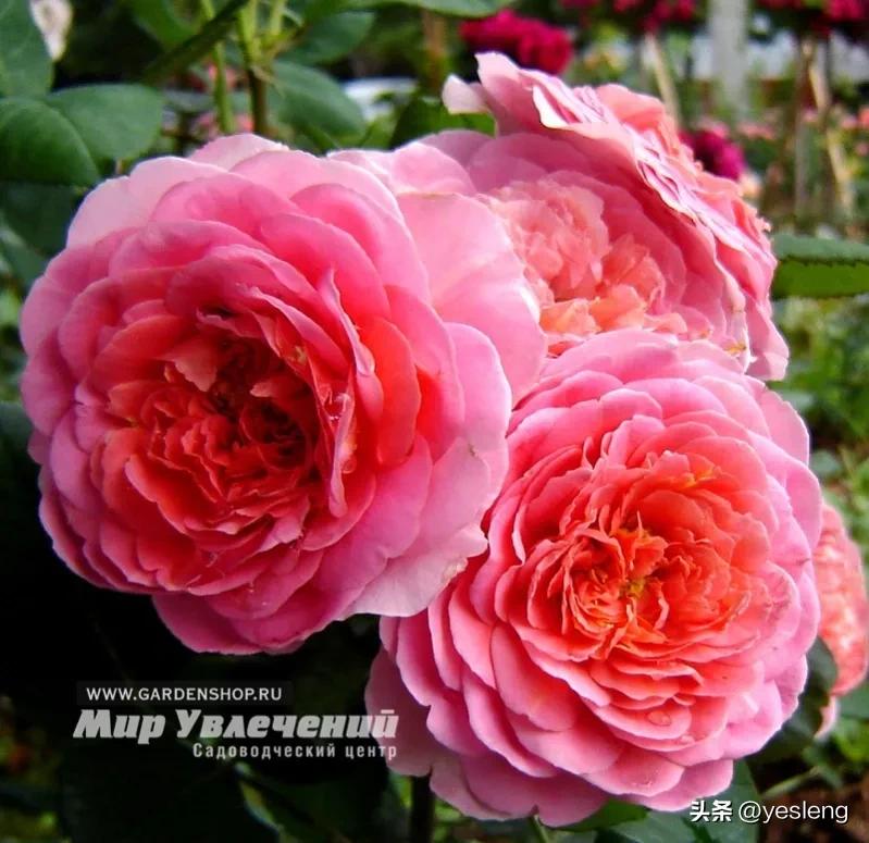 阿芒迪夏奈尔月季,阿芒迪娜夏奈尔香奈尔