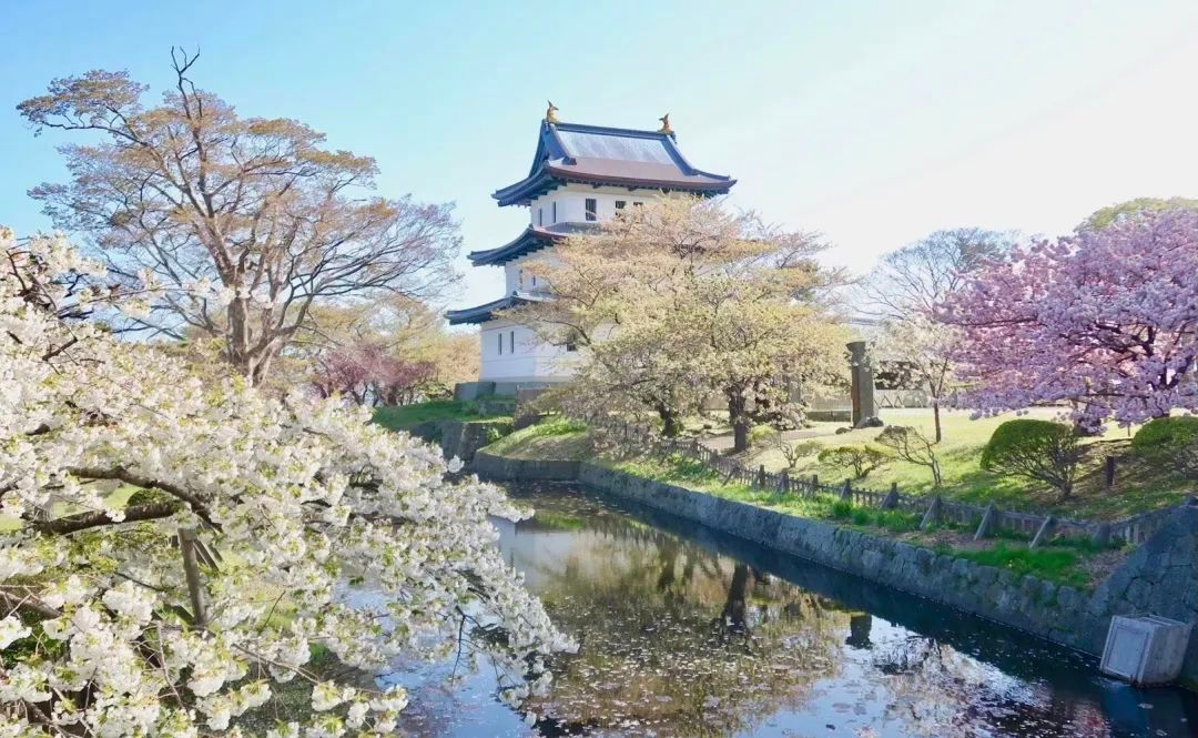 今年日本樱花还能看吗,日本4月底还有樱花看吗