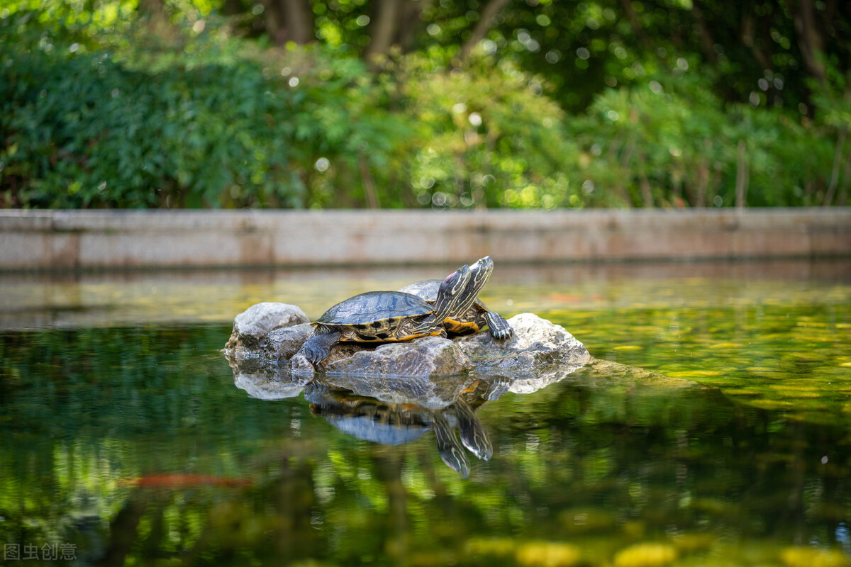 巴西龟是侵略物种吗,巴西龟泛滥成灾的危害