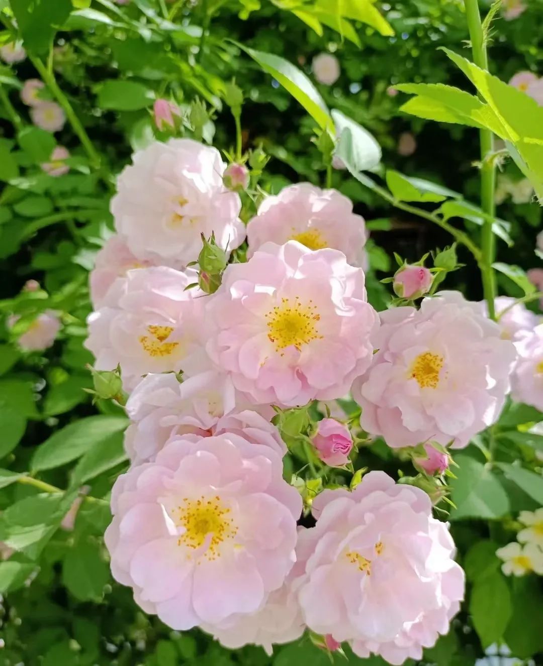 蔷薇月季玫瑰的区别,月季蔷薇玫瑰的区别