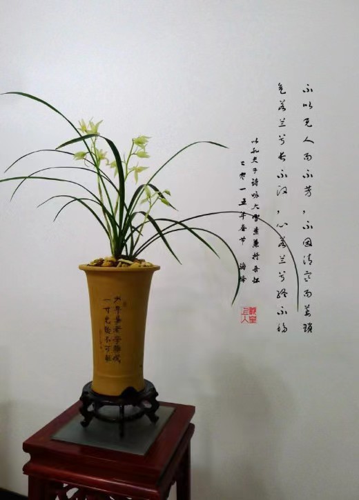 赞美兰花的成语,兰花的吉祥成语