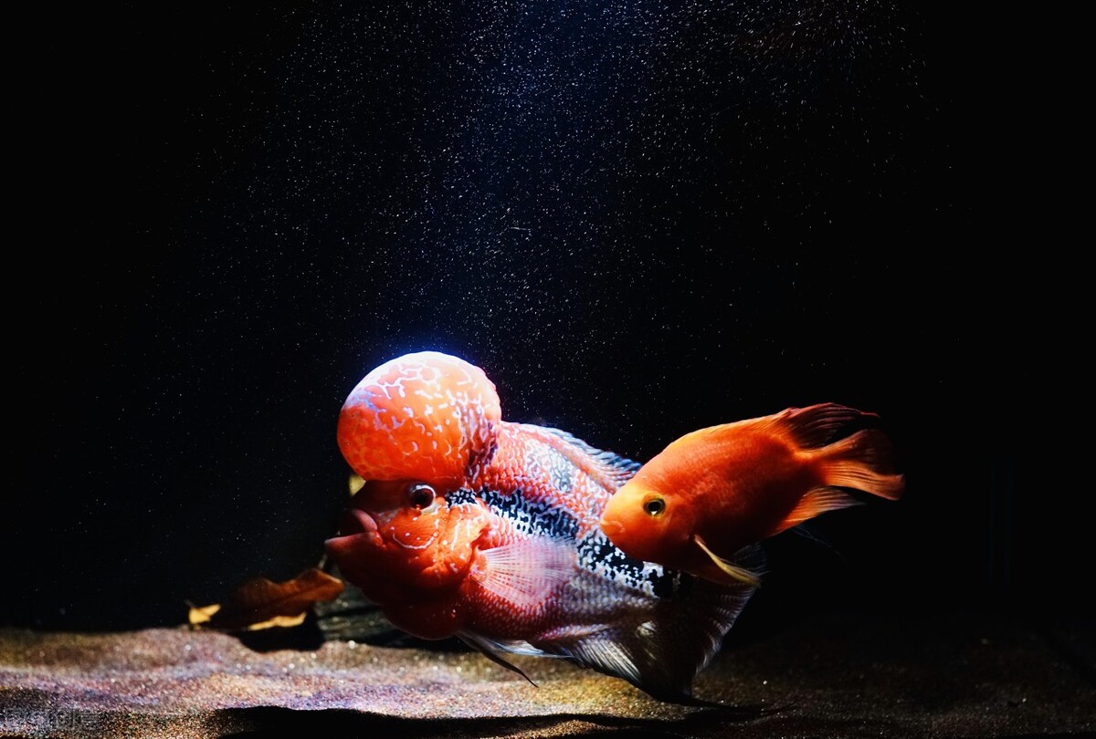 珍珠罗汉鱼饲养环境,泰金罗汉鱼怎样饲养