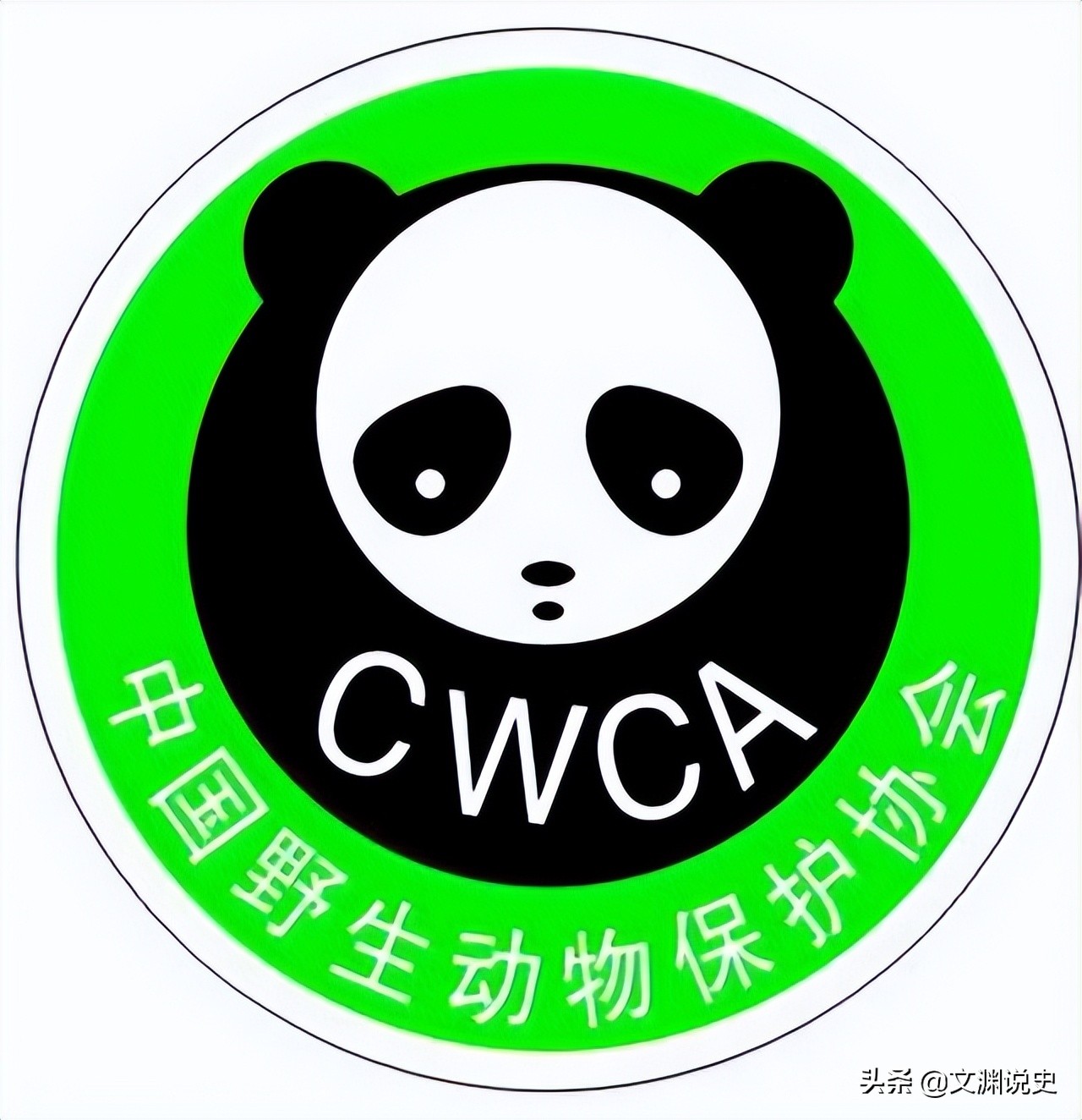 广东老太在山上抱回一只野猫,广东老太捡到一只猫仔