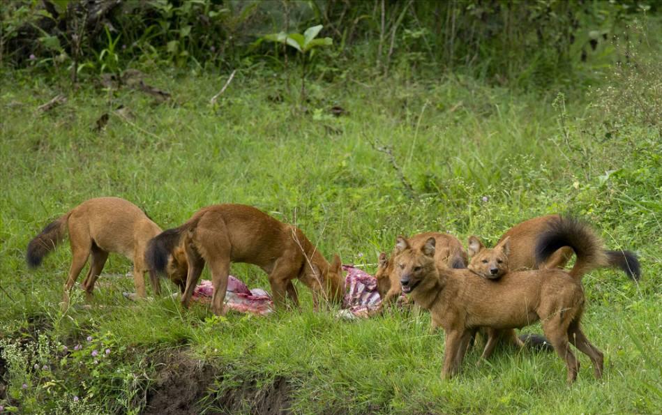 能杀了老虎的十大猛兽,可以杀死老虎的十大猛兽