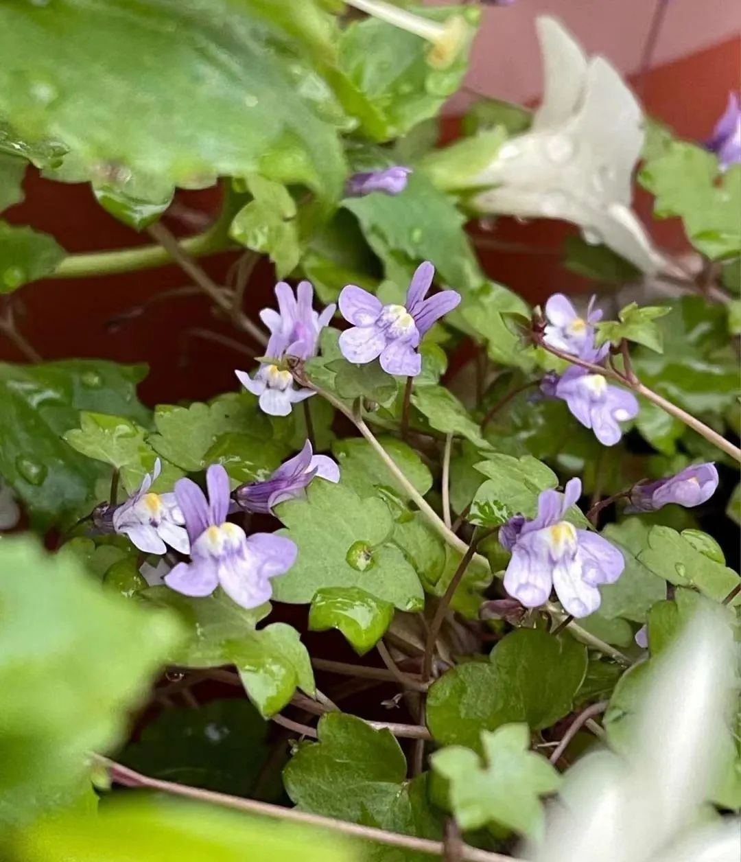 十二生肖兔最喜欢的动物,十二生肖兔种什么花