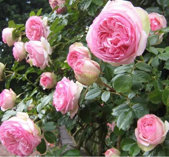 月季黑斑病最有效的方法,月季黑斑病的原因及处理