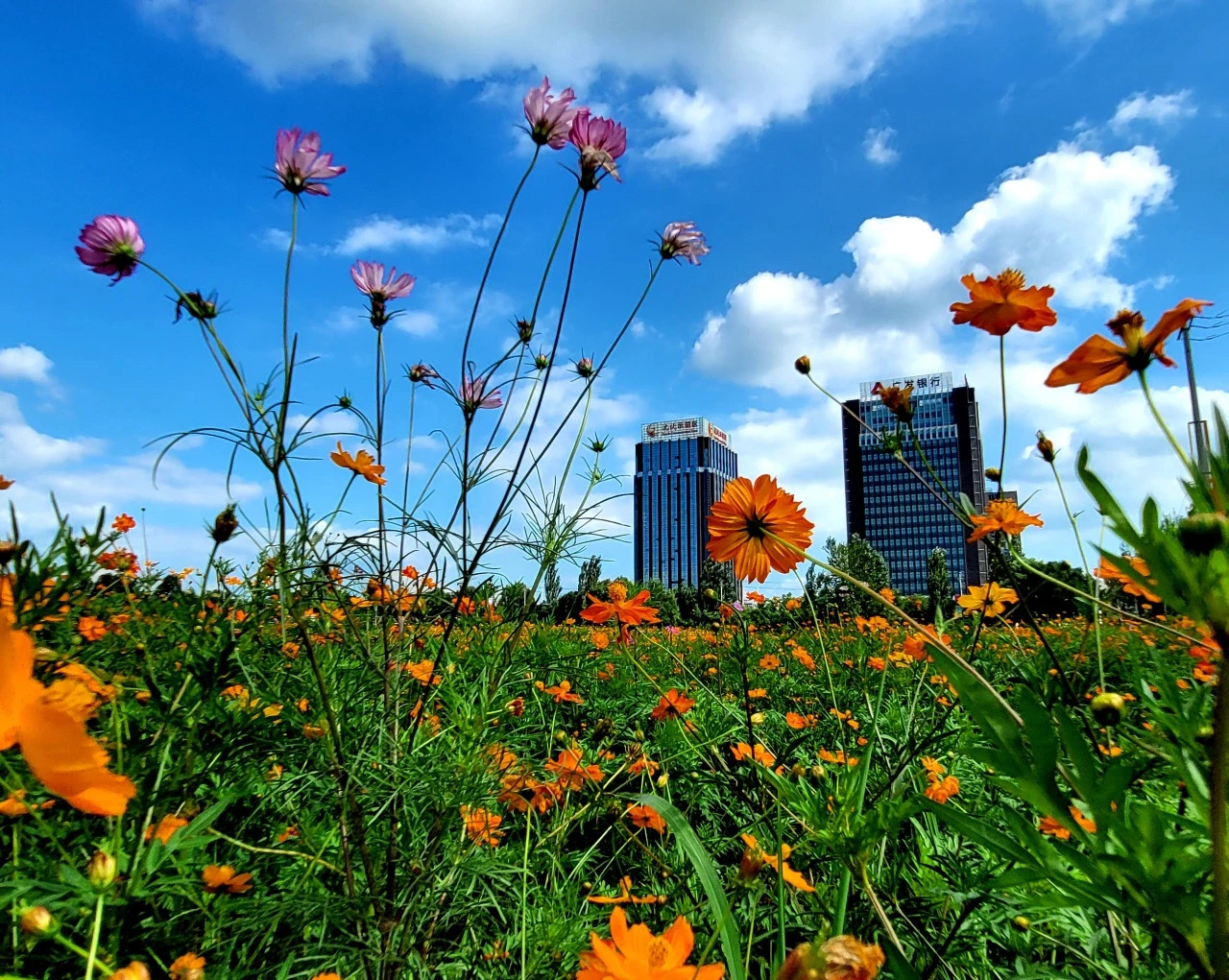 沈抚示范区花海开幕式是几号,沈抚示范区公园花海