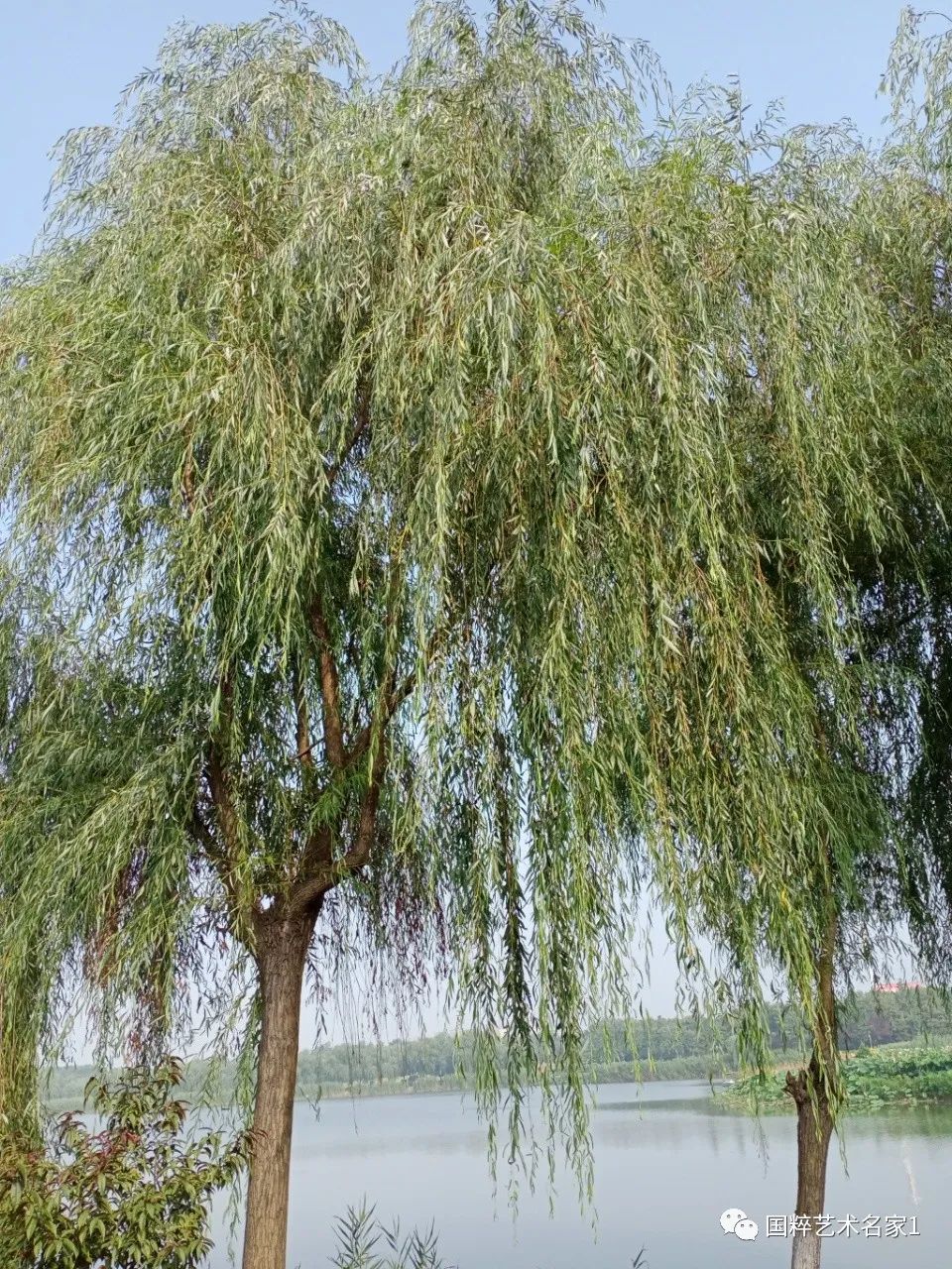 国粹艺术名家陈会明,国粹艺术名家陈德明