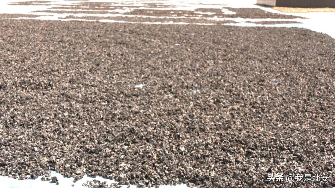 乡村振兴菌菇产业图文,扶贫菇铺就脱贫致富路