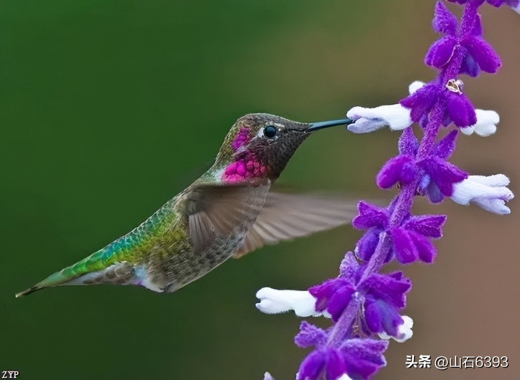 【战友美文】郭福成（天王福哥）：《相遇在春天》（诗）