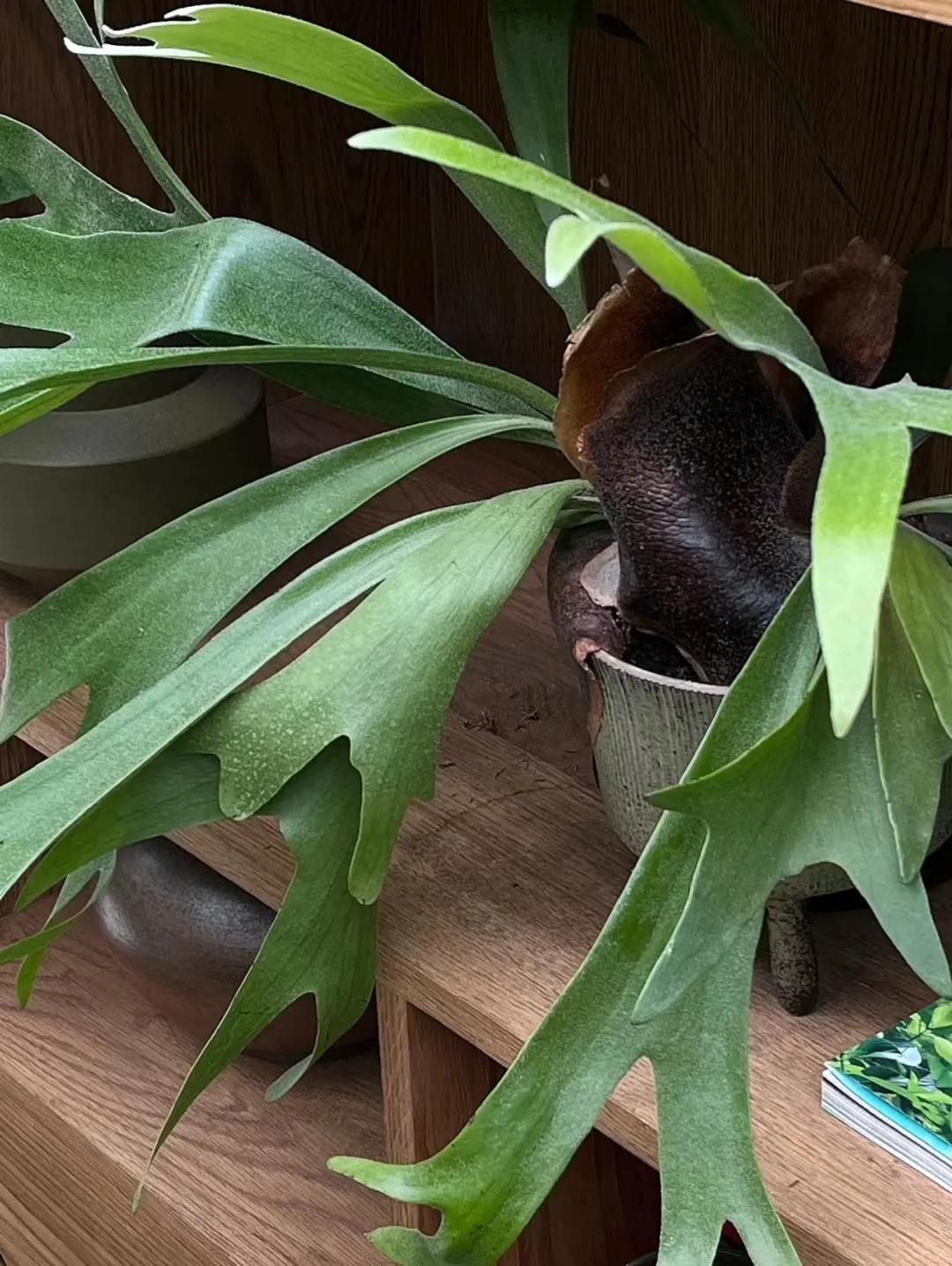 绿植大全10000种,绿植图片大全