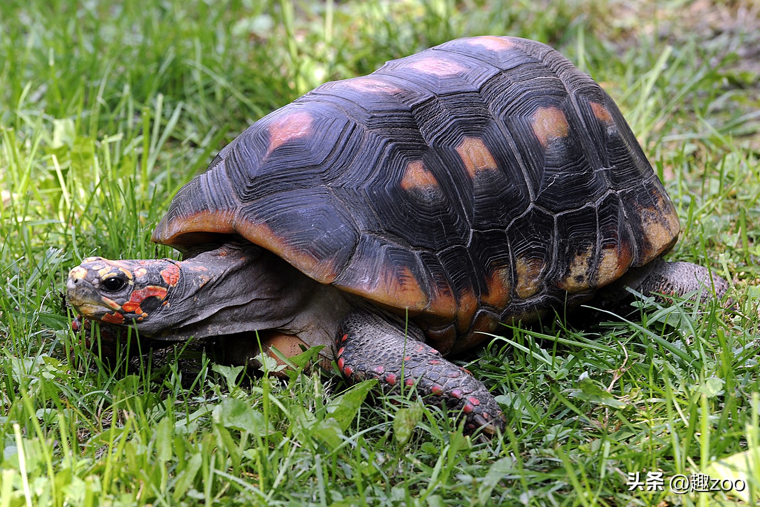 世界上最贵乌龟和最便宜的乌龟,盘点世界上最贵的十大乌龟