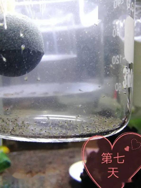 金波子一般熟悉环境多久开始繁殖,繁殖金波子用多大缸