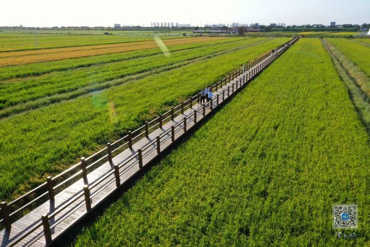 创文后家乡的变化,津南区创文成功了么