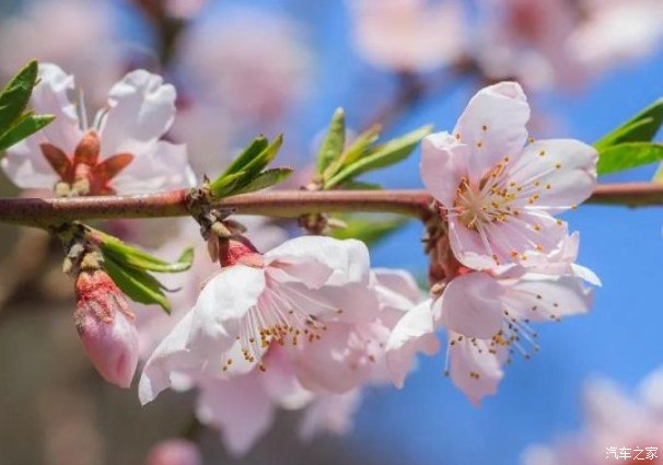 100句绝美春日诗词温柔又浪漫,初春最美的十首诗词