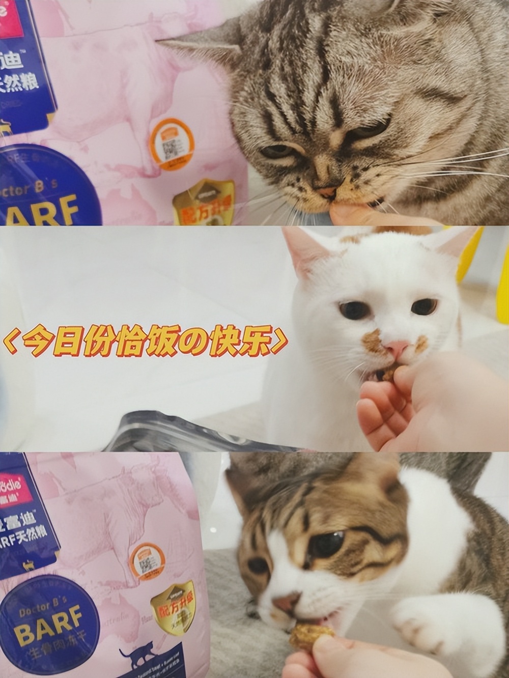 猫咪为什么突然疯了一样的咬东西,猫咪总咬东西是什么原因