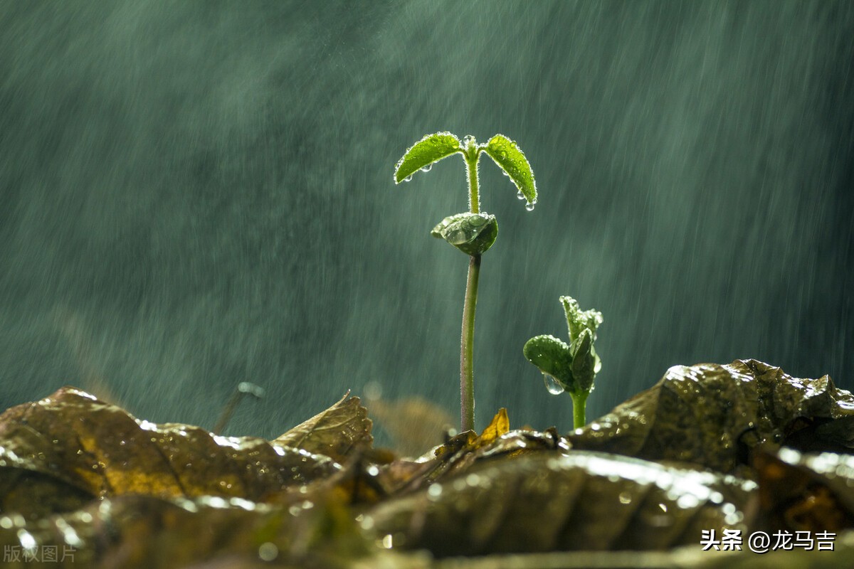 二月二龙抬头的诗词三十六首,二月二龙抬头古诗词赏析