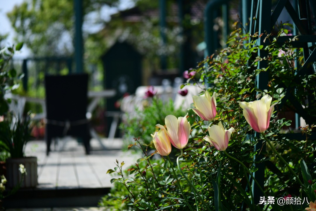 河马花园最耐阴植物,最漂亮的花园里的郁金香