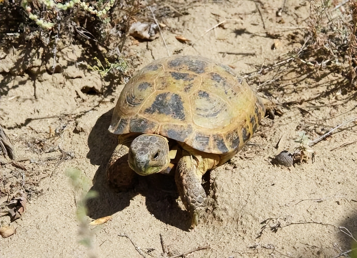 四爪陆龟有多少种,四爪陆龟喜欢水吗