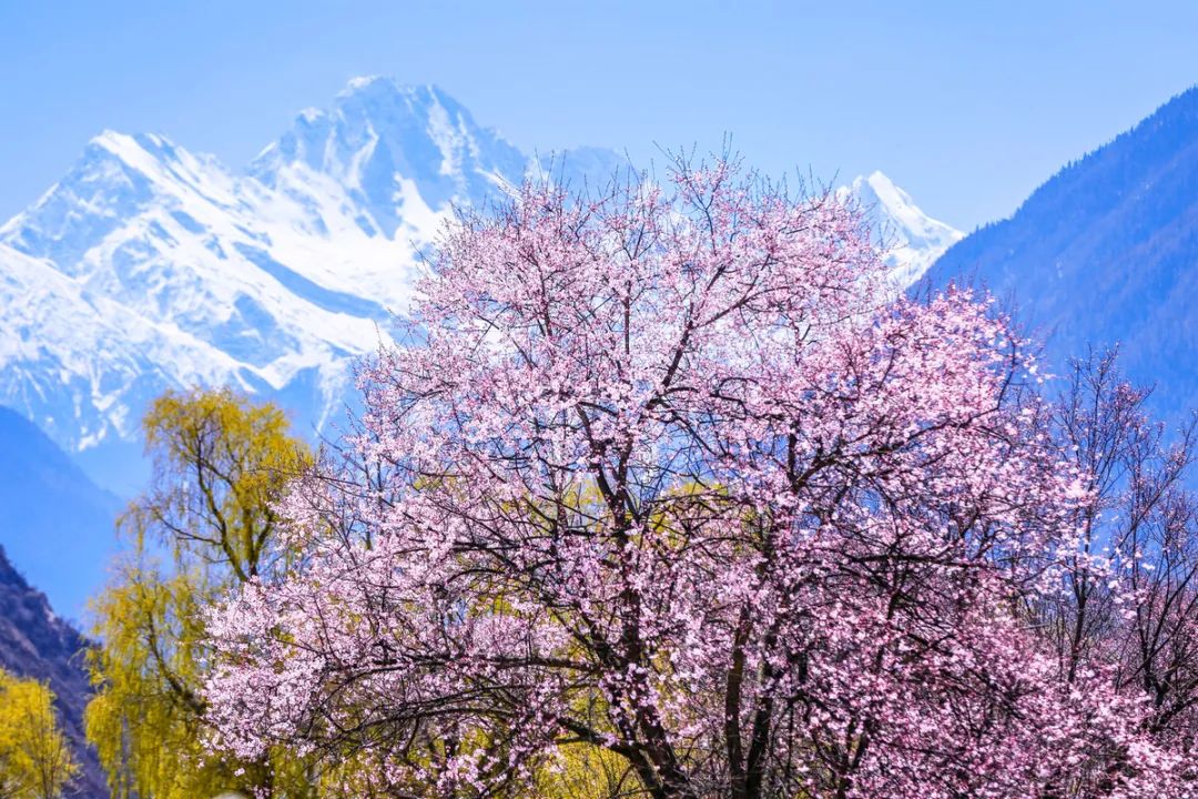 林芝花期预测,林芝桃花最佳观赏时间气温
