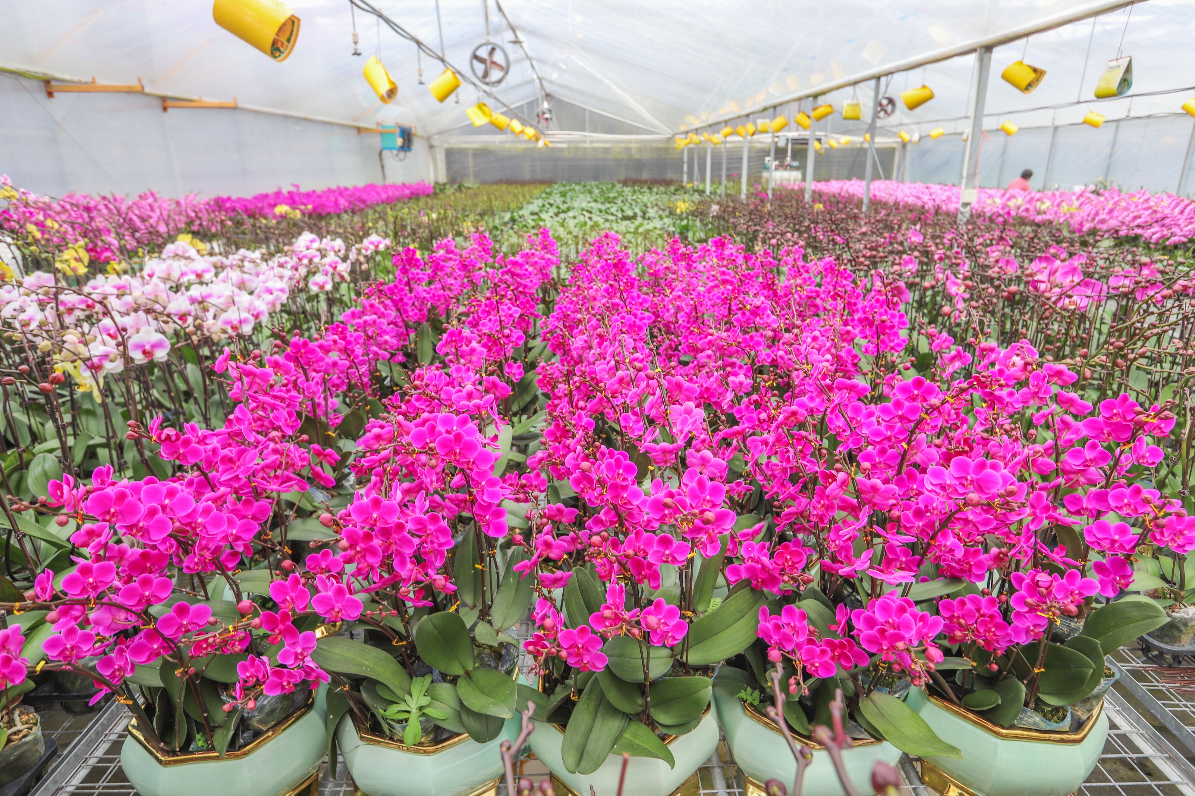 走进花果苗木之乡洪阳镇，探索“万花园”花木致富的产业密码