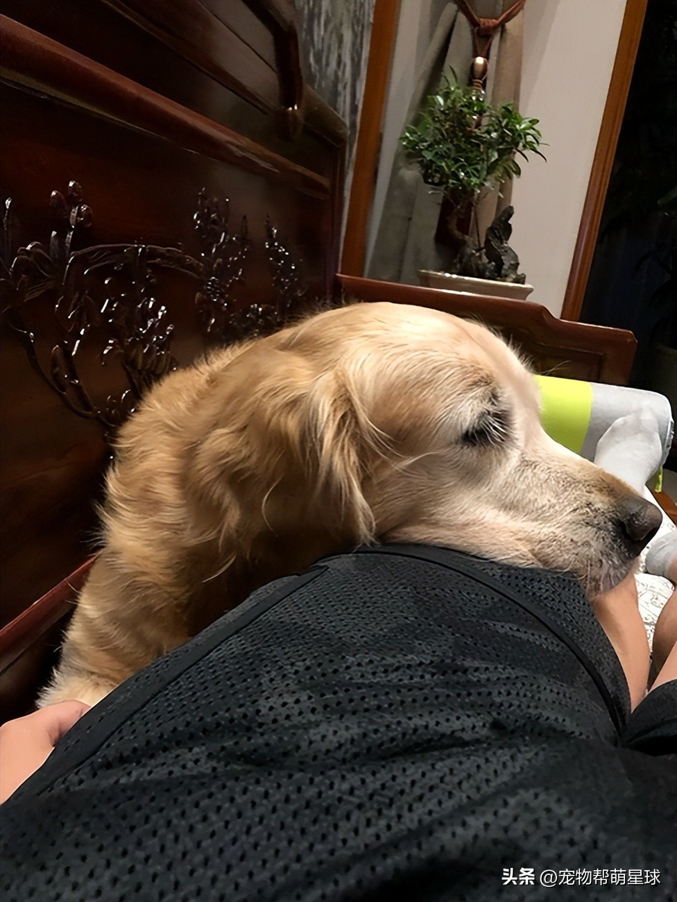 如果有一天，我的宠物不在了，怎么办？