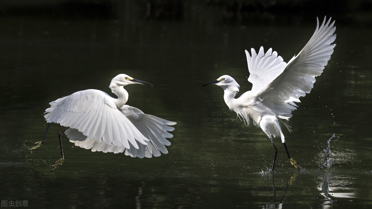 历代咏白鹭的古诗词,咏白鹭古诗意境