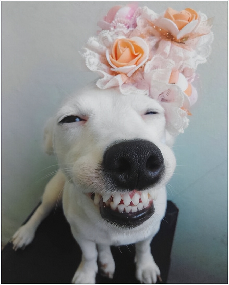 狗狗耳螨和耳朵发炎用什么药,狗狗耳朵过敏症状处理办法